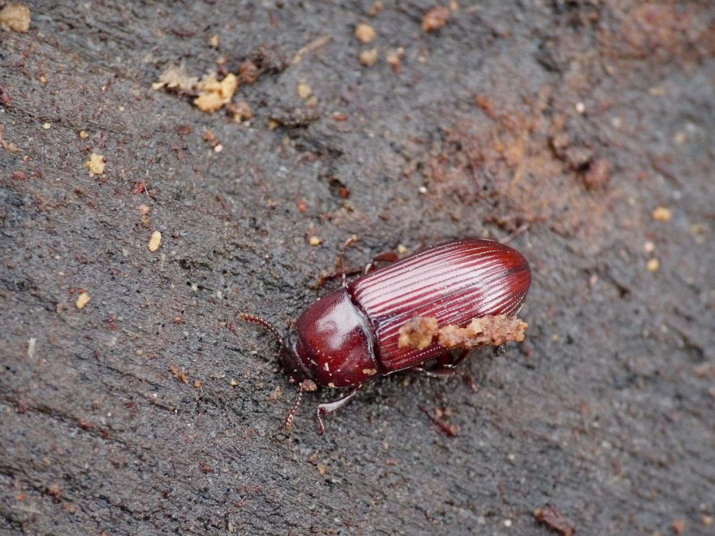 Uloma culinaris